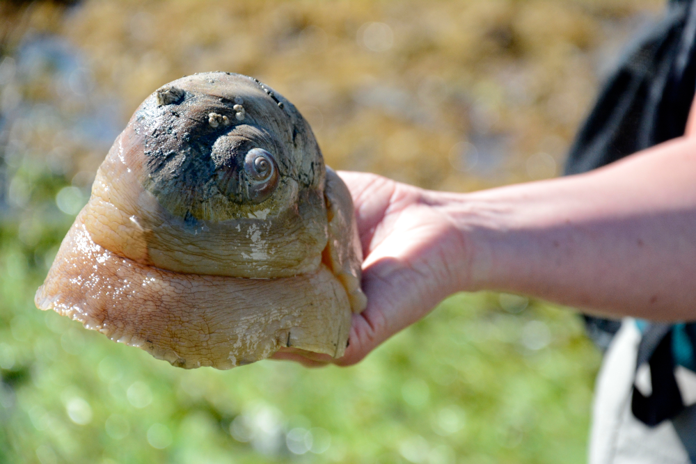a human hand holding a large yellow'ish lump with a small shell on top. It is a lewis' moon snail a human hand holding a large yellow'ish lump with a small shell on top. It is a lewis' moon snail